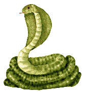 cobra.gif