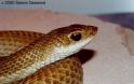 madagascan_hognose_snake3.jpg
