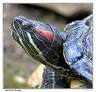 the_red_eared_terrapin.jpg